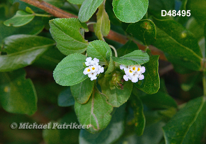 Bahama Sagebrush (Lantana demutata)